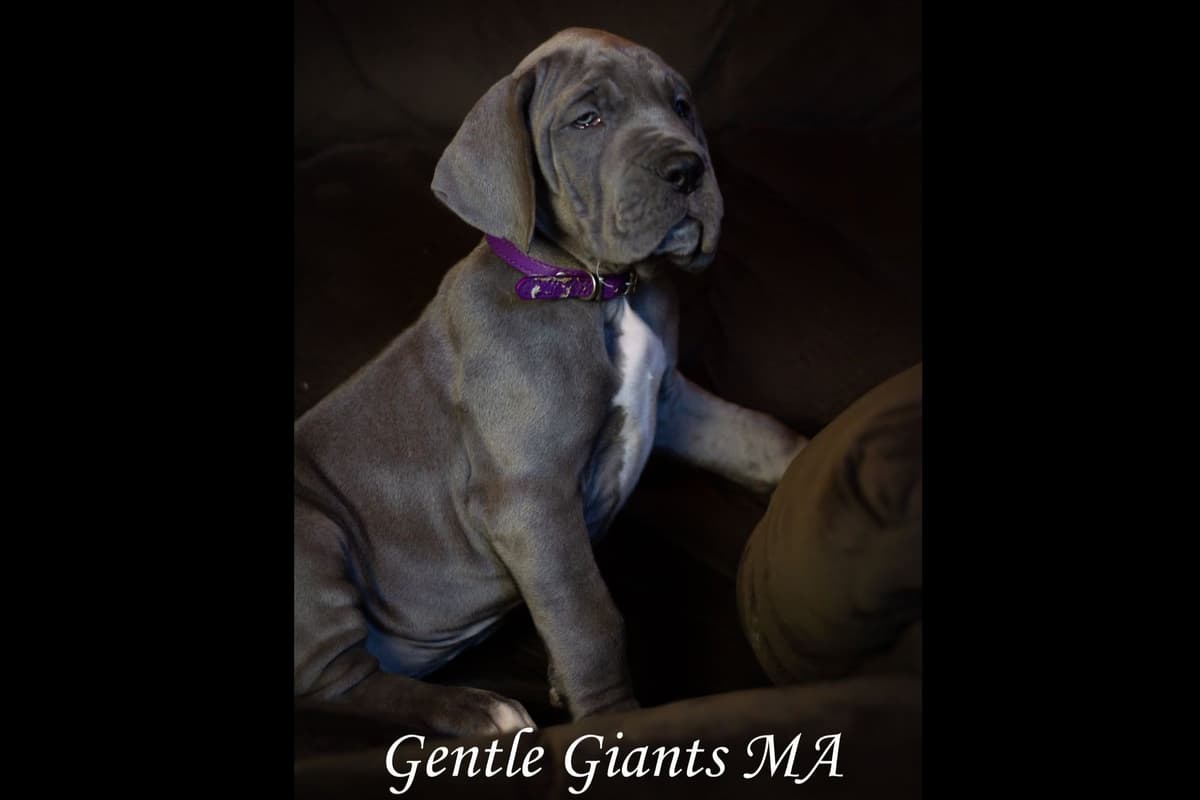 Mini Dachshund Puppies breeder image 6
