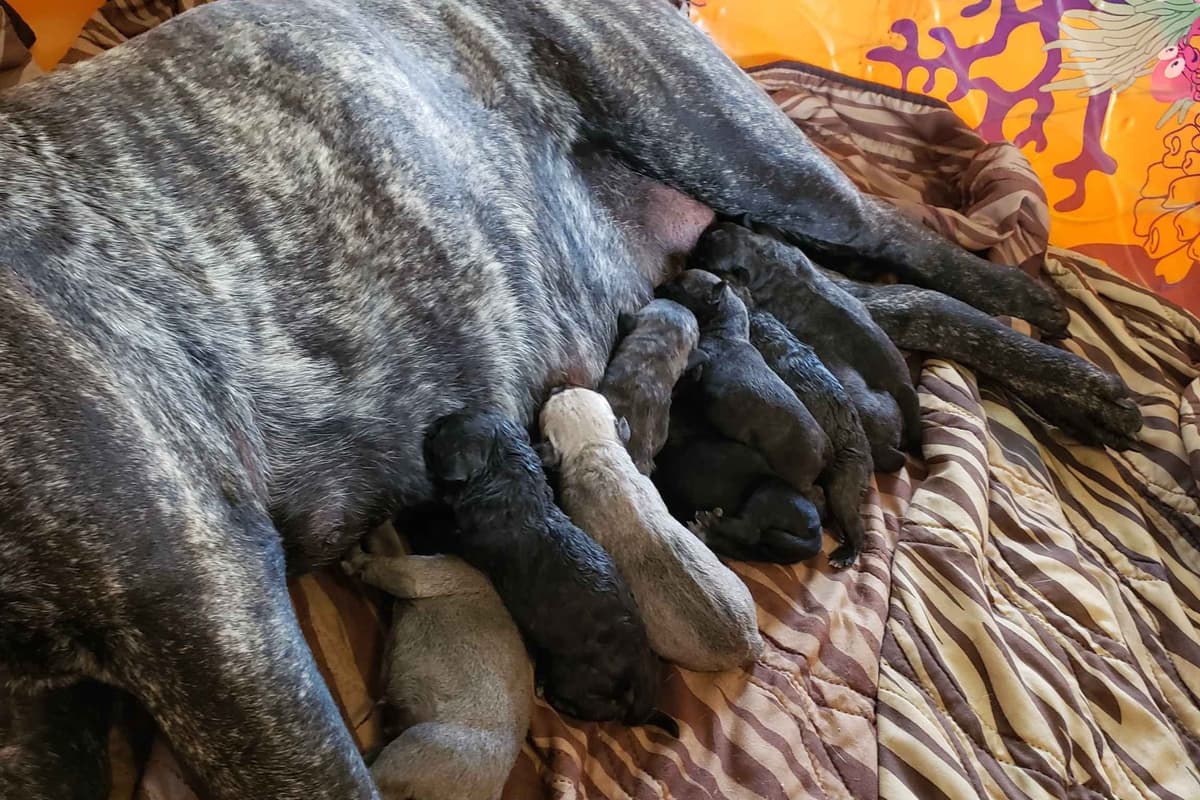 Bullmastiff Puppies breeder image 1