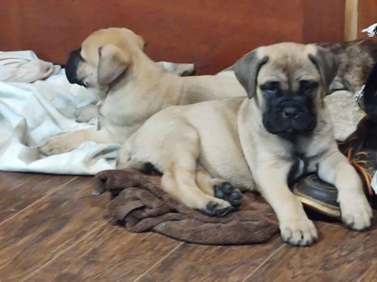 Bullmastiff Puppies breeder image 2