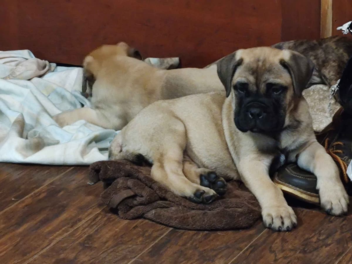 Bullmastiff Puppies breeder image 3