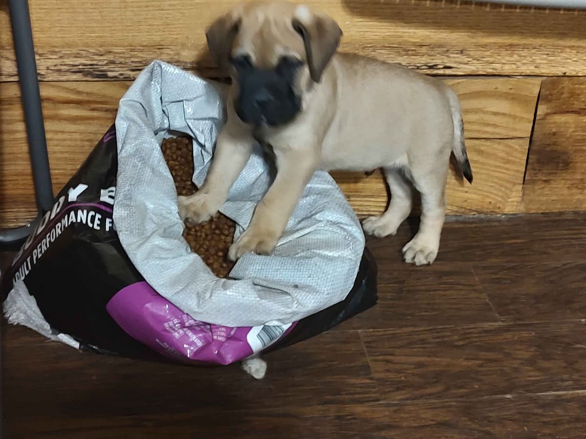 Bullmastiff Puppies breeder image 4