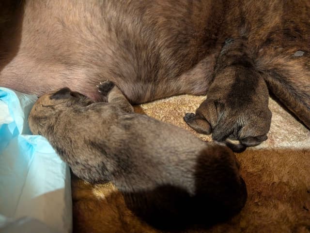 Bullmastiff Puppies media 4