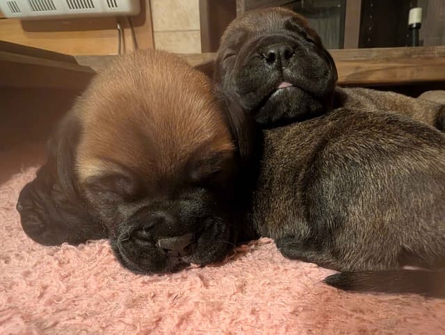 Bullmastiff Puppies media 5