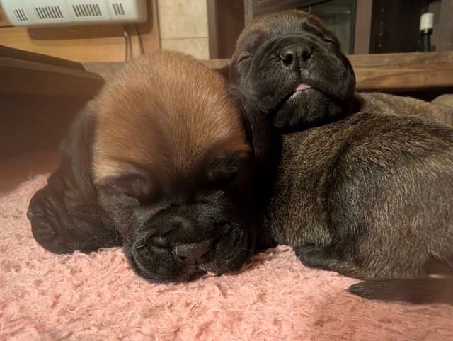 Bullmastiff Puppies media 8
