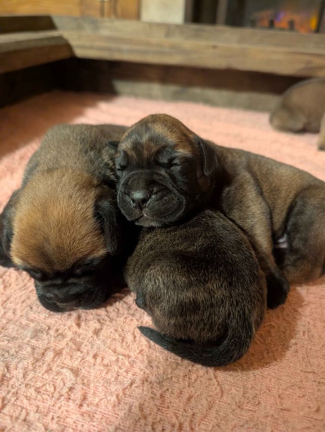 Bullmastiff Puppies media 9