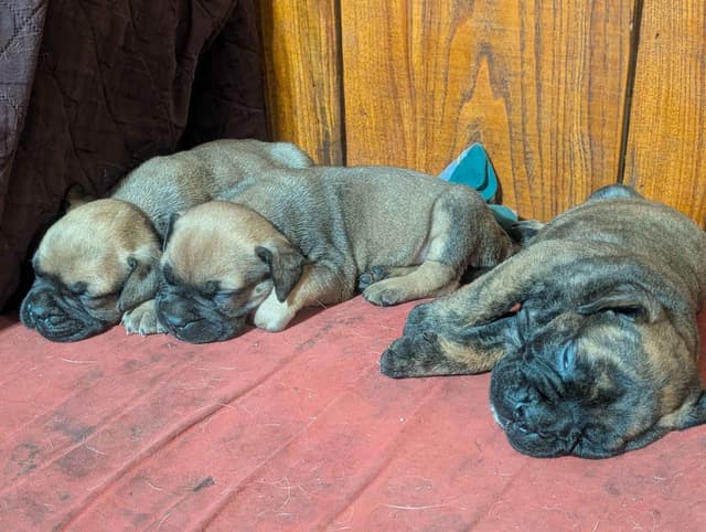 Bullmastiff Puppies media 2