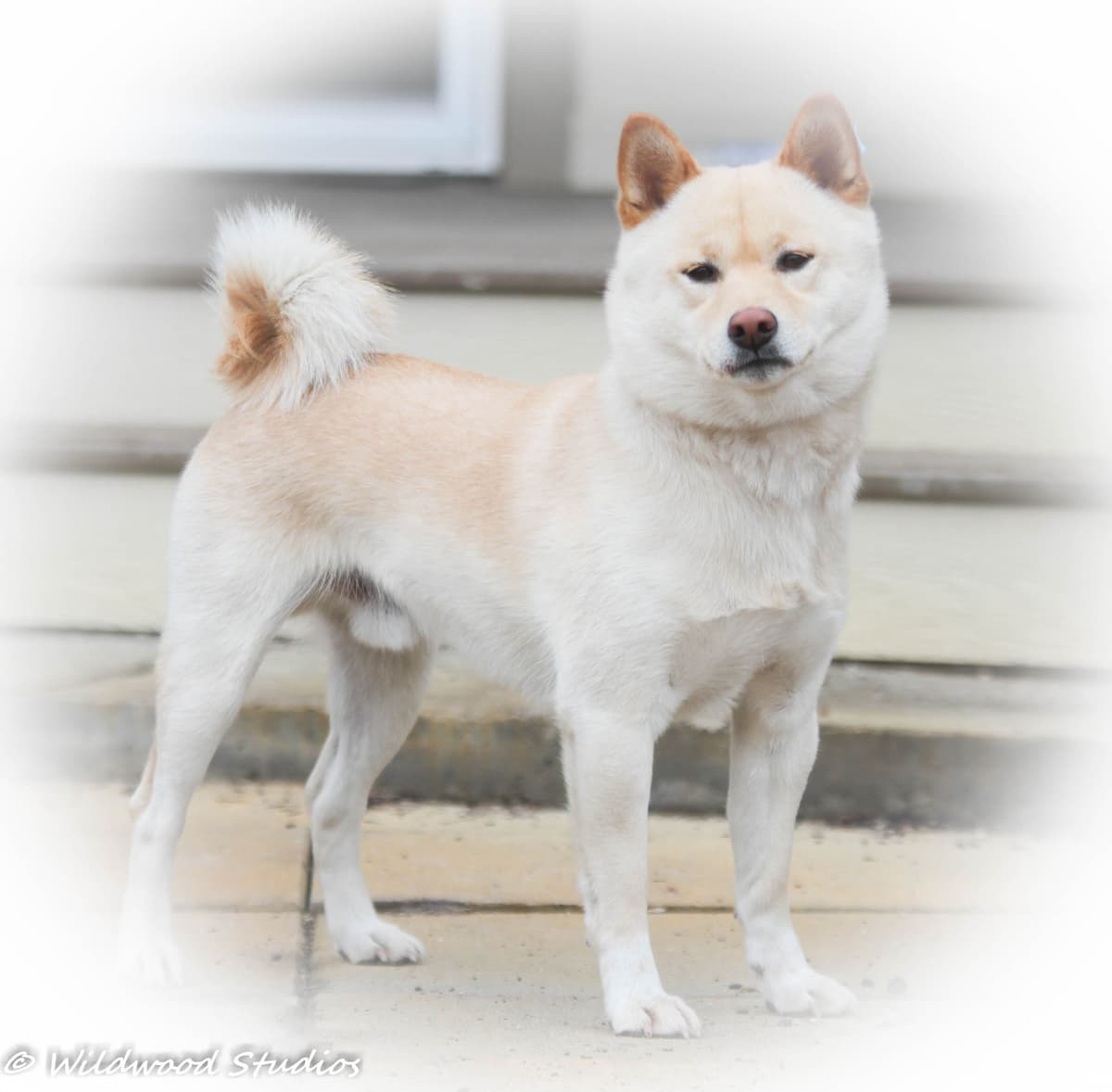 Gorgeous Shiba Inu Female Puppy from Champion Bloodlines breeder image 3