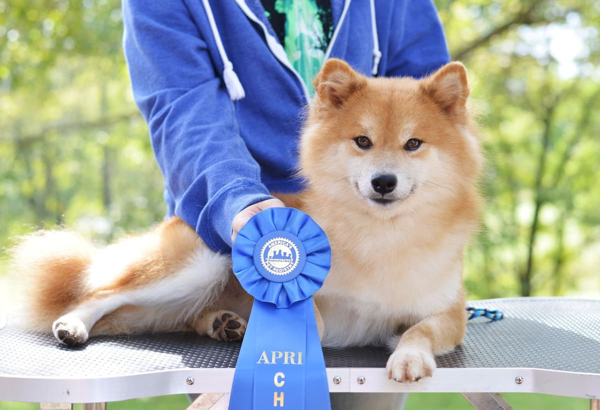 Gorgeous Shiba Inu Female Puppy from Champion Bloodlines breeder image 4