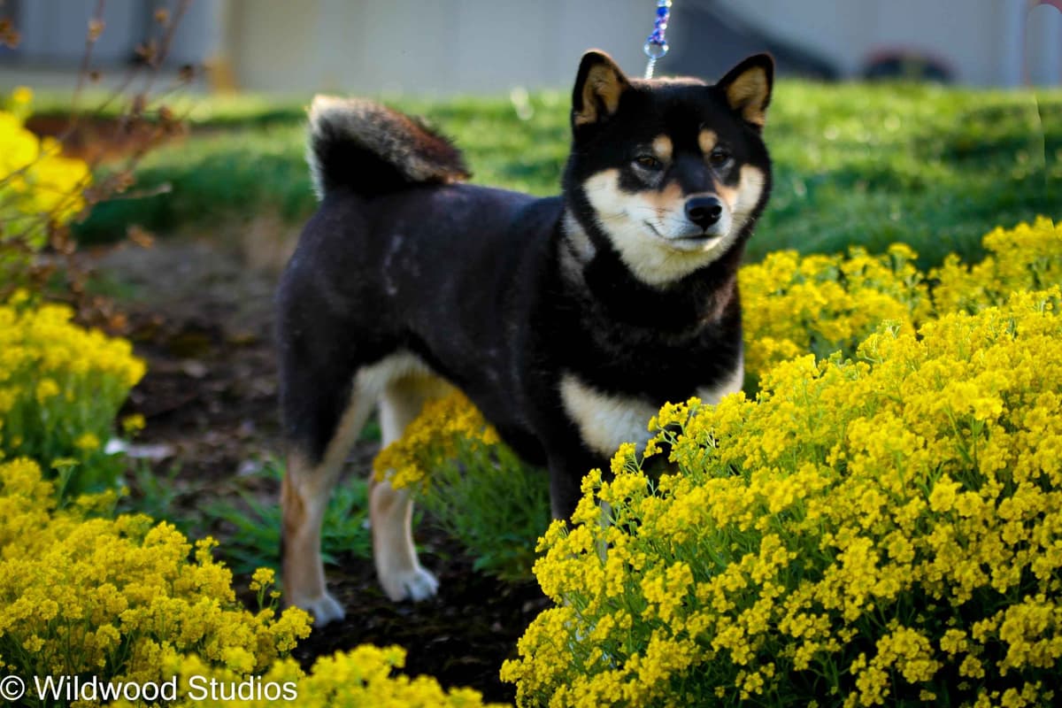 Gorgeous Shiba Inu Female Puppy from Champion Bloodlines breeder image 5
