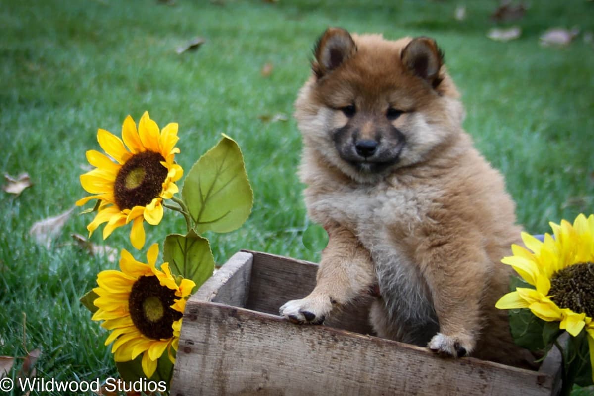 Gorgeous Shiba Inu Female Puppy from Champion Bloodlines breeder image 8