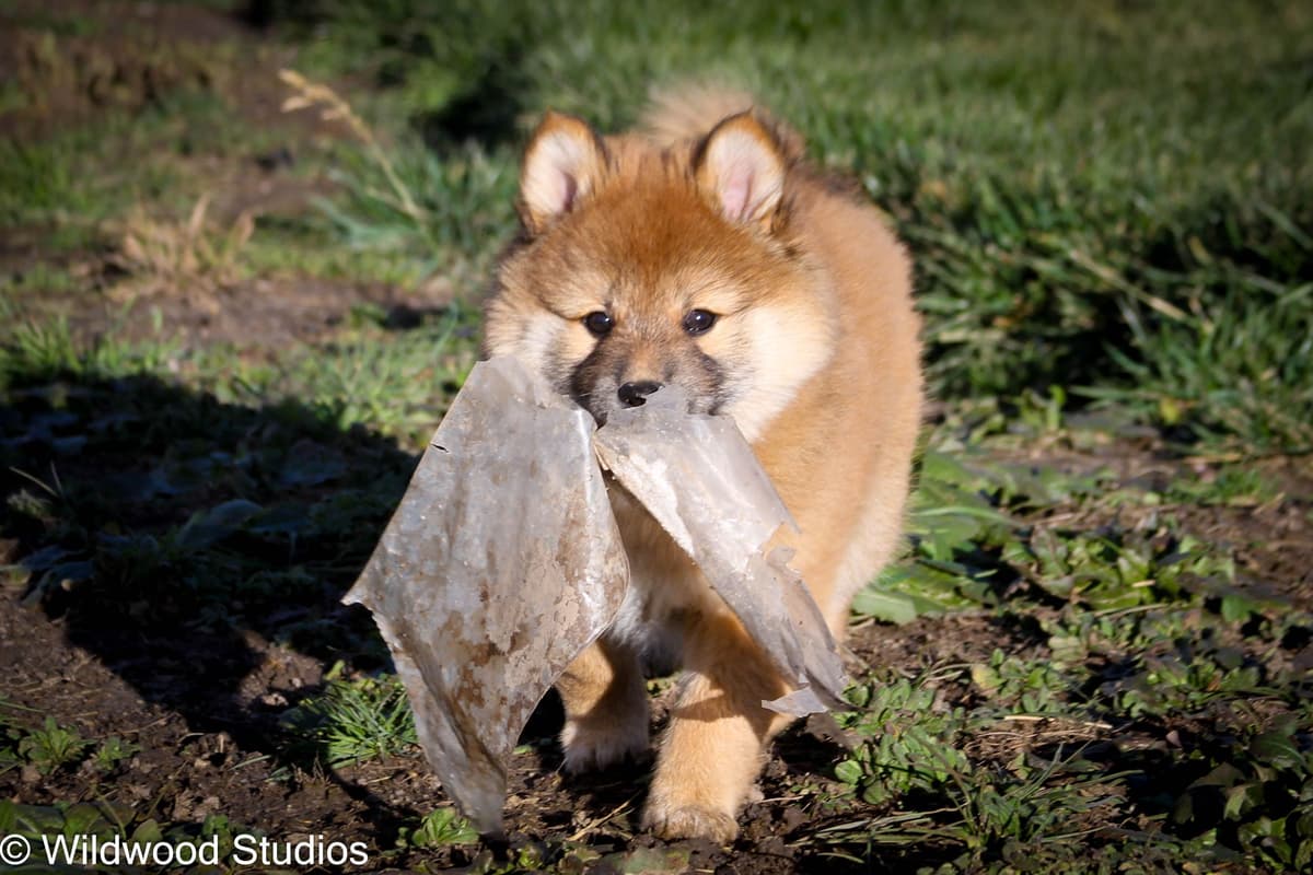 Gorgeous Shiba Inu Female Puppy from Champion Bloodlines breeder image 9