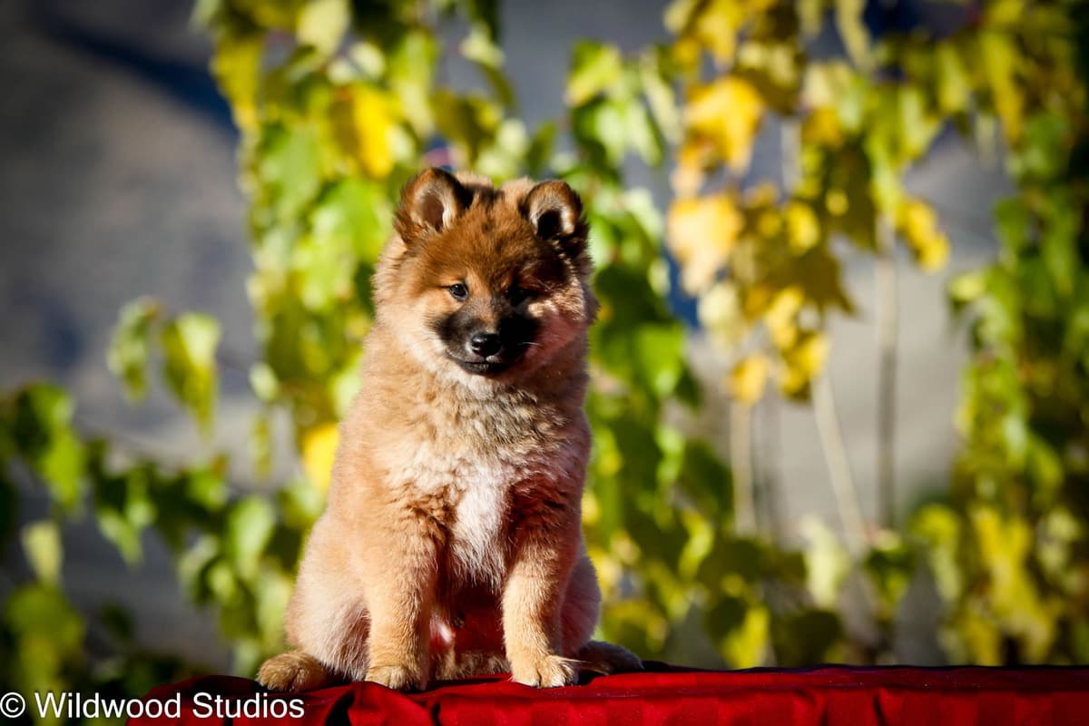 Gorgeous Shiba Inu Female Puppy from Champion Bloodlines breeder image 11