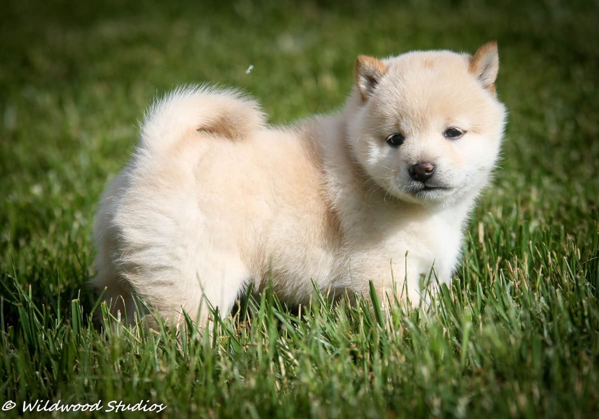 Gorgeous Shiba Inu Female Puppy from Champion Bloodlines breeder image 12