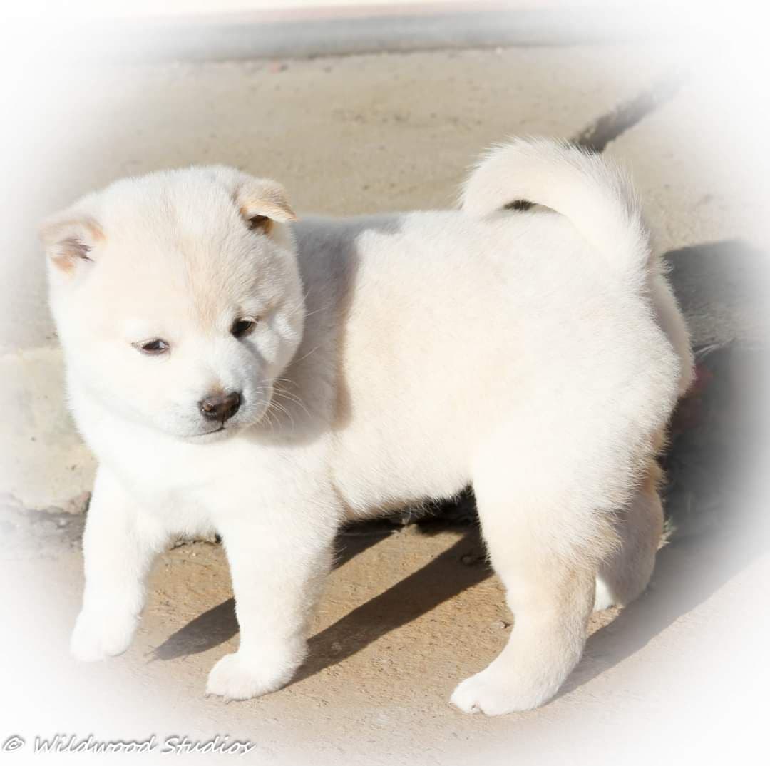 Gorgeous Shiba Inu Female Puppy from Champion Bloodlines breeder image 13