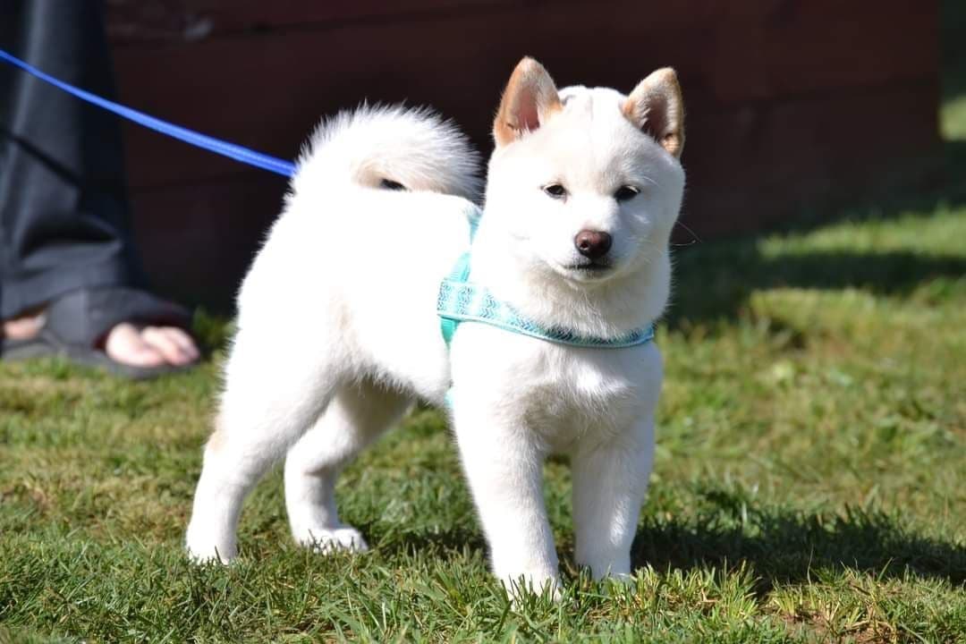 Gorgeous Shiba Inu Female Puppy from Champion Bloodlines breeder image 14