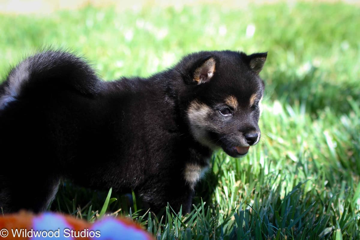Gorgeous Shiba Inu Female Puppy from Champion Bloodlines breeder image 16