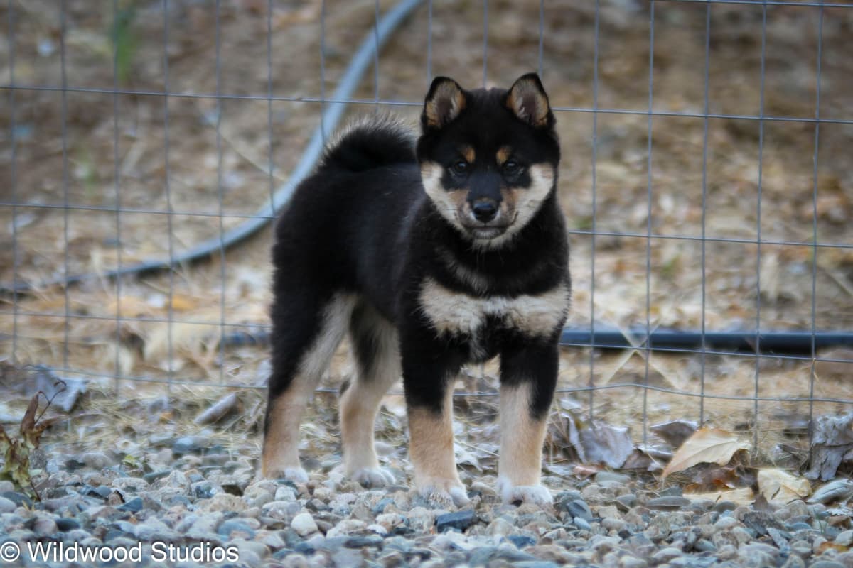 Gorgeous Shiba Inu Female Puppy from Champion Bloodlines breeder image 7
