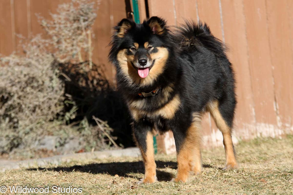 Gorgeous Shiba Inu Female Puppy from Champion Bloodlines breeder image 17
