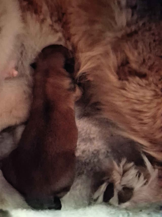 Shiba Inu Puppies media 8