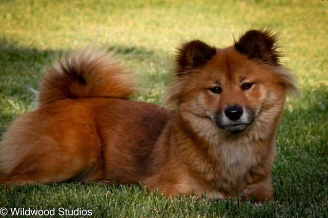 Shiba Inu Puppies media 13