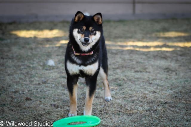 Shiba Inu Puppies media 14