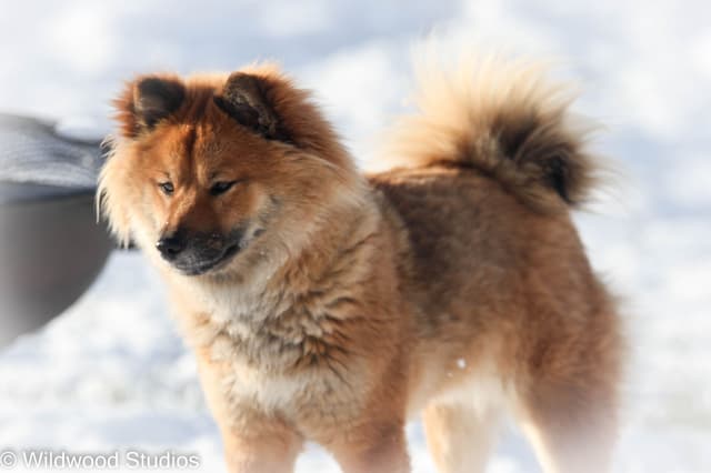 Shiba Inu Puppies media 9