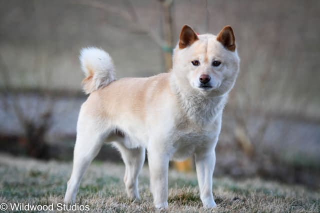 Shiba Inu Puppies media 10