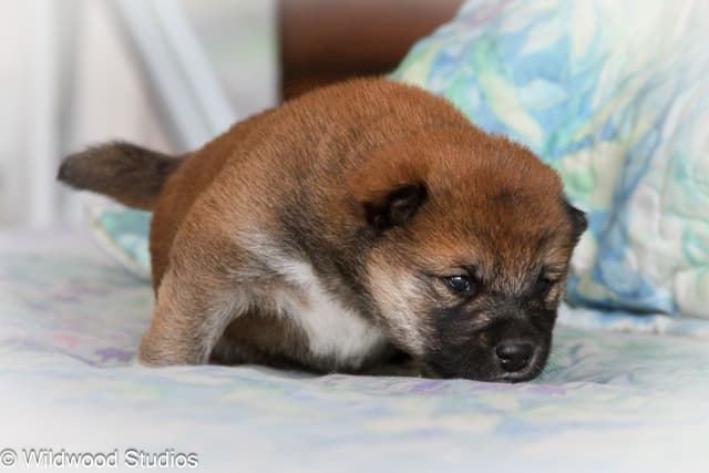 Shiba Inu Puppies media 6