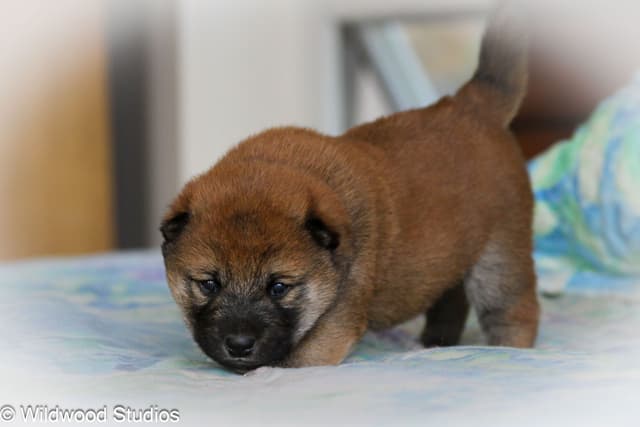 Shiba Inu Puppies media 7