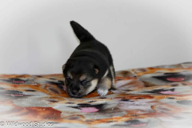 Gorgeous Shiba Inu Female Puppy from Champion Bloodlines media 2