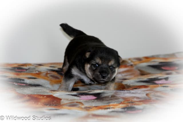 Gorgeous Shiba Inu Female Puppy from Champion Bloodlines media 3