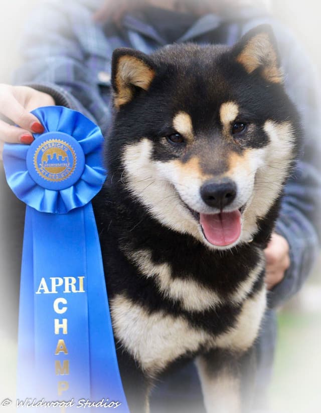 Gorgeous Shiba Inu Female Puppy from Champion Bloodlines media 6