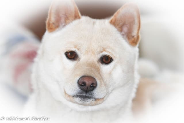 Gorgeous Shiba Inu Female Puppy from Champion Bloodlines media 7