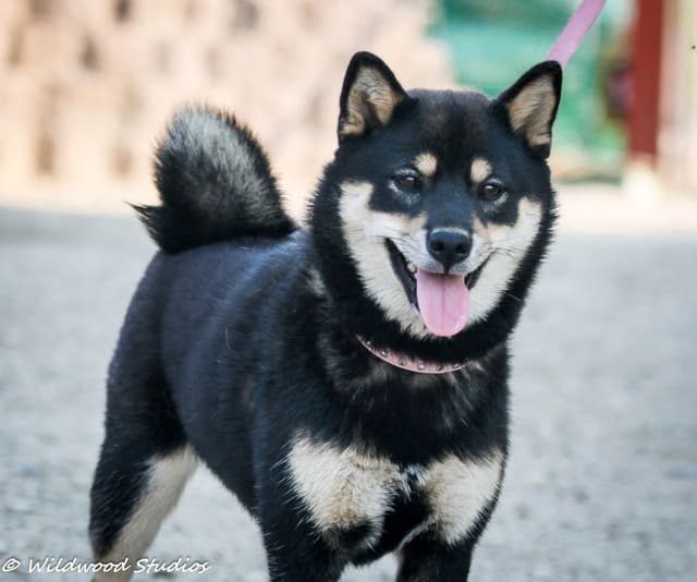 Gorgeous Shiba Inu Female Puppy from Champion Bloodlines media 4