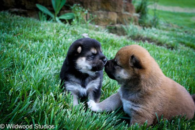 Shiba Inu Puppies media 3