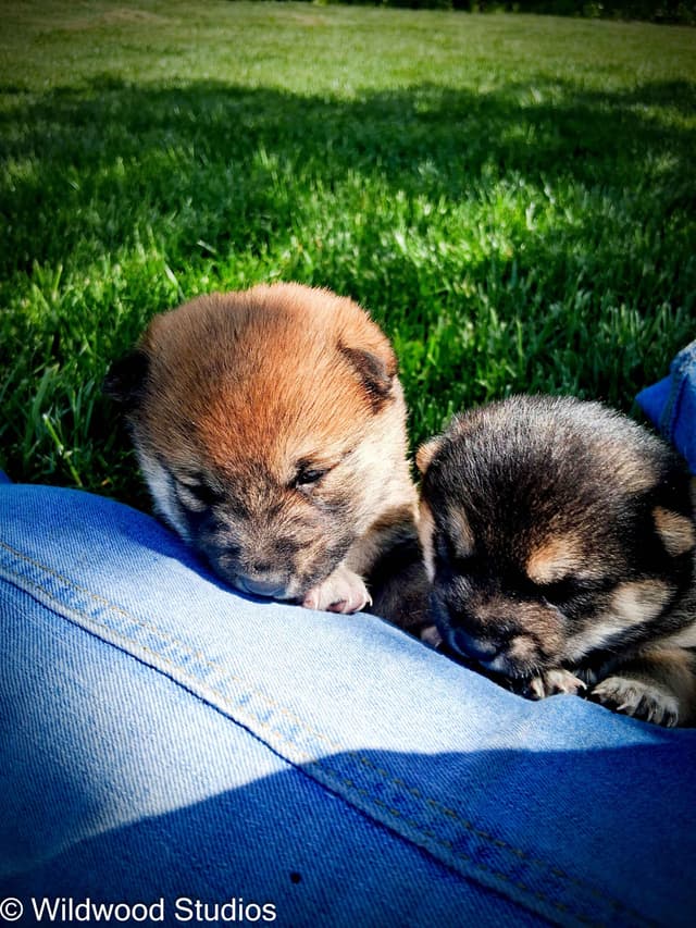 Shiba Inu Puppies media 5