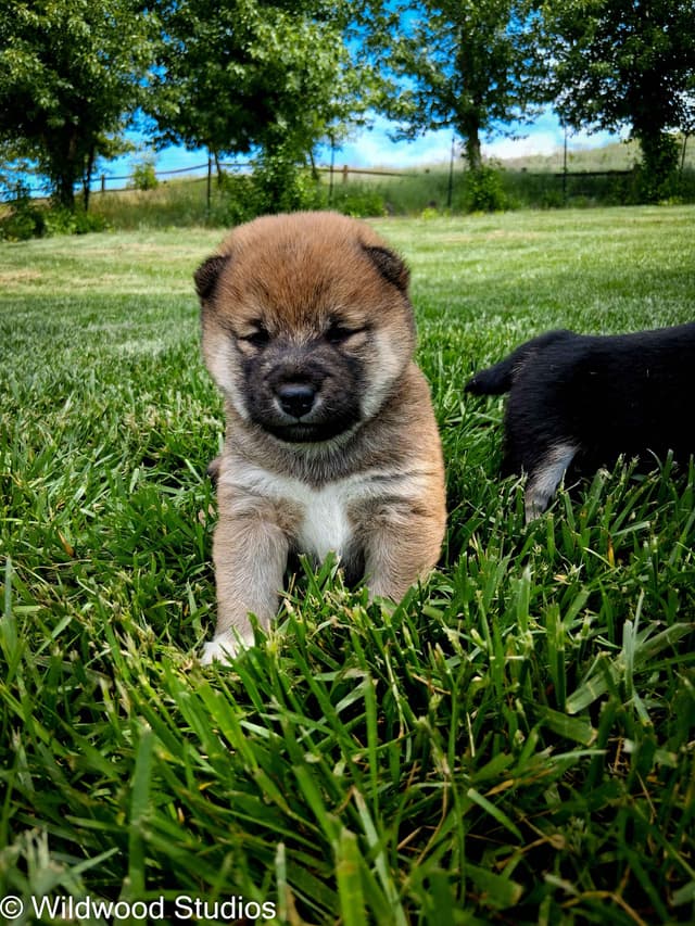Shiba Inu Puppies media 4