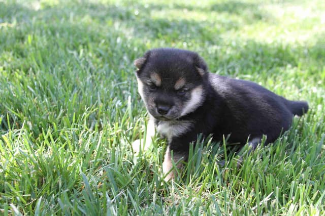 Gorgeous Shiba Inu Female Puppy from Champion Bloodlines media 10