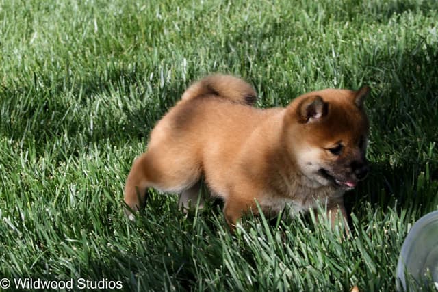 Shiba Inu Puppies media 2