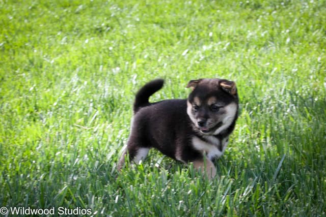 Gorgeous Shiba Inu Female Puppy from Champion Bloodlines media 11