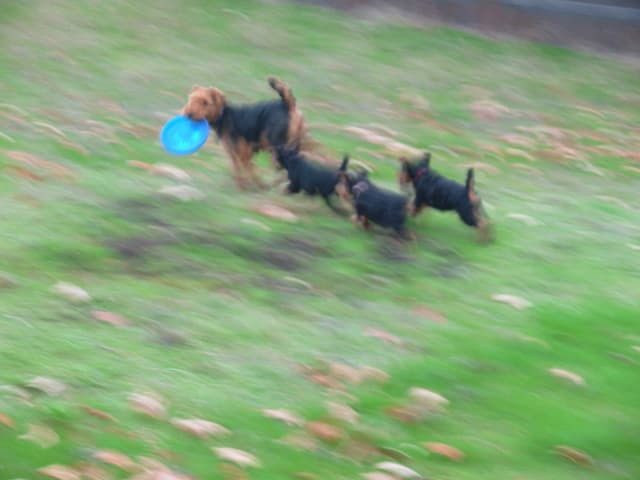 Welsh Terrier Puppies media 2