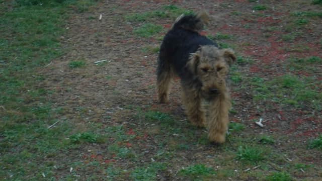 Welsh Terrier Puppies media 3