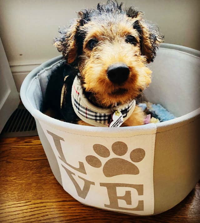 Welsh Terrier Puppies media 4