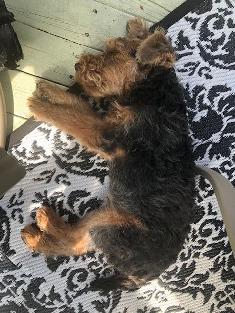 Welsh Terrier Puppies media 5