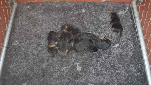 Welsh Terrier Puppies media 2