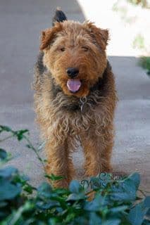 Welsh Terrier Puppies media 3