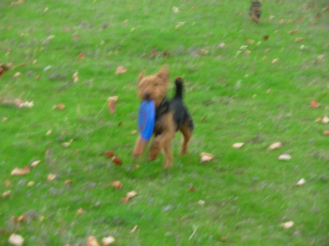 Welsh Terrier Puppies media 4