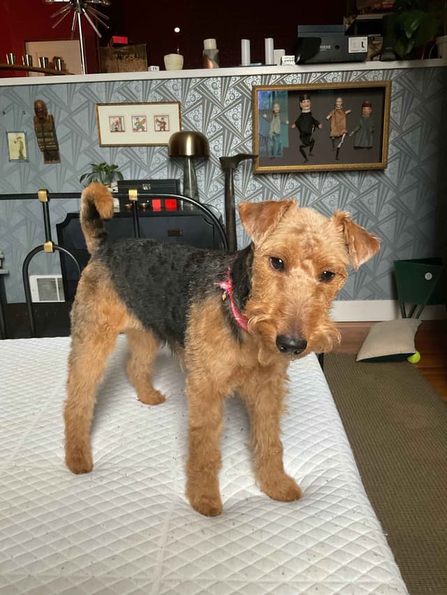 Welsh Terrier Puppies media 5