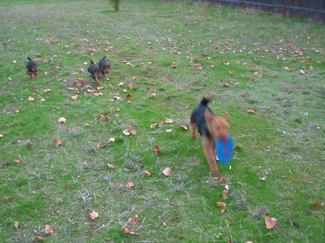 Welsh Terrier Puppies media 6
