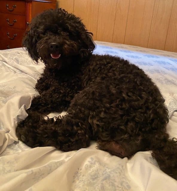 AKC Champion Toy Poodle Puppies media 2